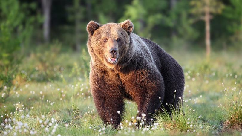 Po stredajom toku medvea vo Valianskej doline je 38-ron mu v umelom spnku